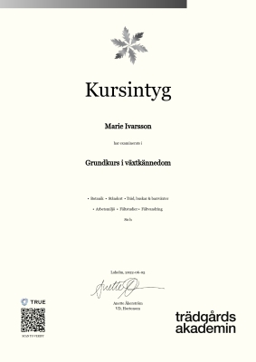 Kursintyg